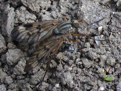 Réf. 182 472 : Rhagio scolopaceus
